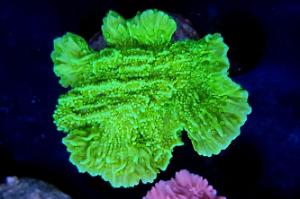 Leaf Plate Montipora