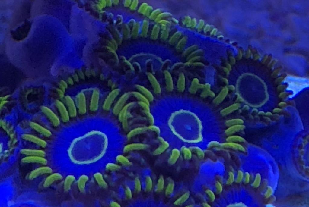 Living Room Reef on Mar 18, 2018