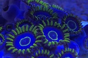 Living Room Reef Thumbnail