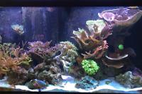 Main Display ~ Mixed Reef on Mar 18, 2018