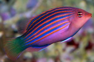 Six Line Wrasse Thumbnail