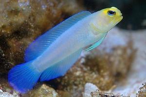 Yellowhead Jawfish Thumbnail