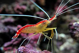 Red Line Cleaner Shrimp Thumbnail