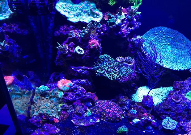 My Aquarium on March 20, 2018