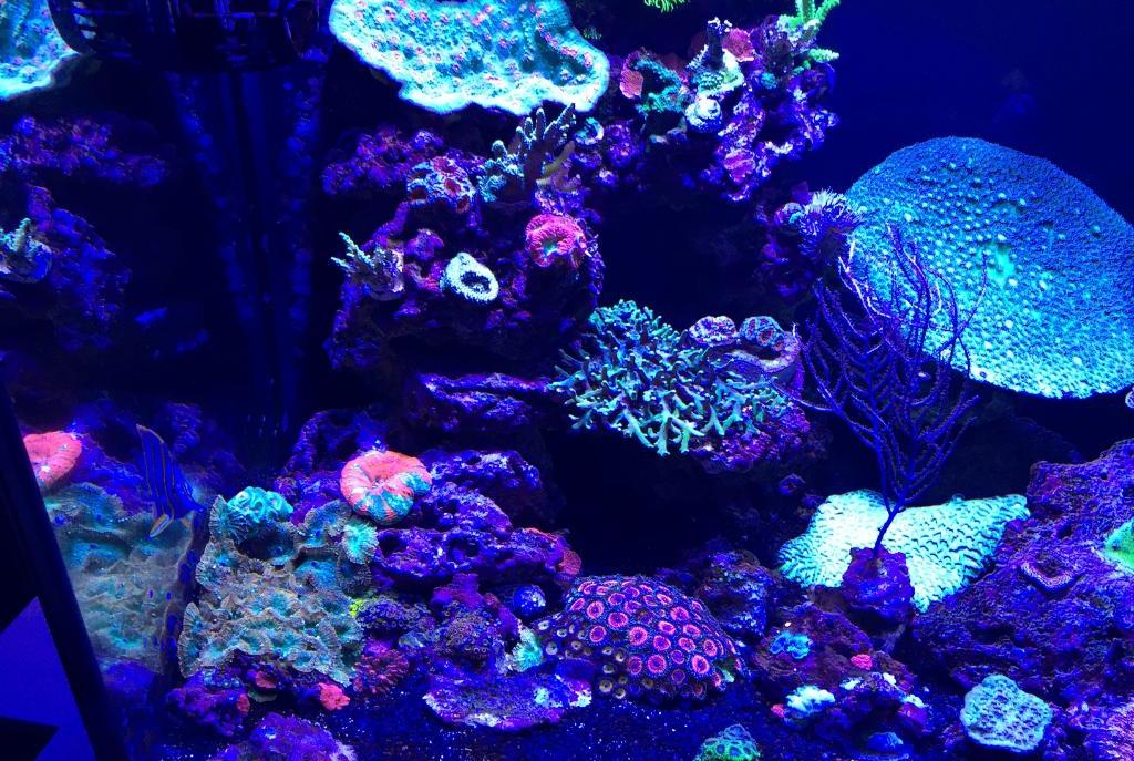 My Aquarium on March 20, 2018