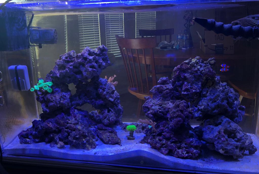 55 Gallon Acrylic on March 21, 2018