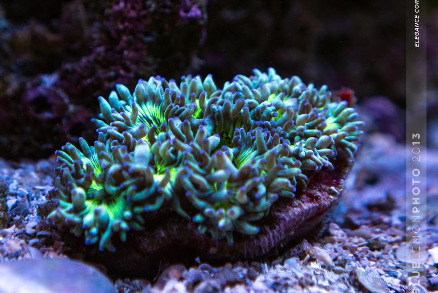 Elegance Coral