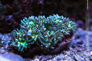 Elegance Coral Thumbnail