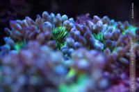 Elegance Coral