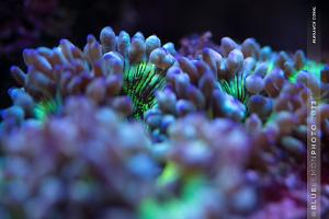 Elegance Coral