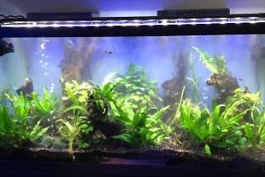 Low Tech Planted Aquarium on Mar 22, 2018