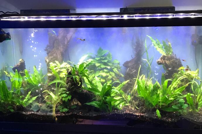 Low Tech Planted Aquarium Thumbnail