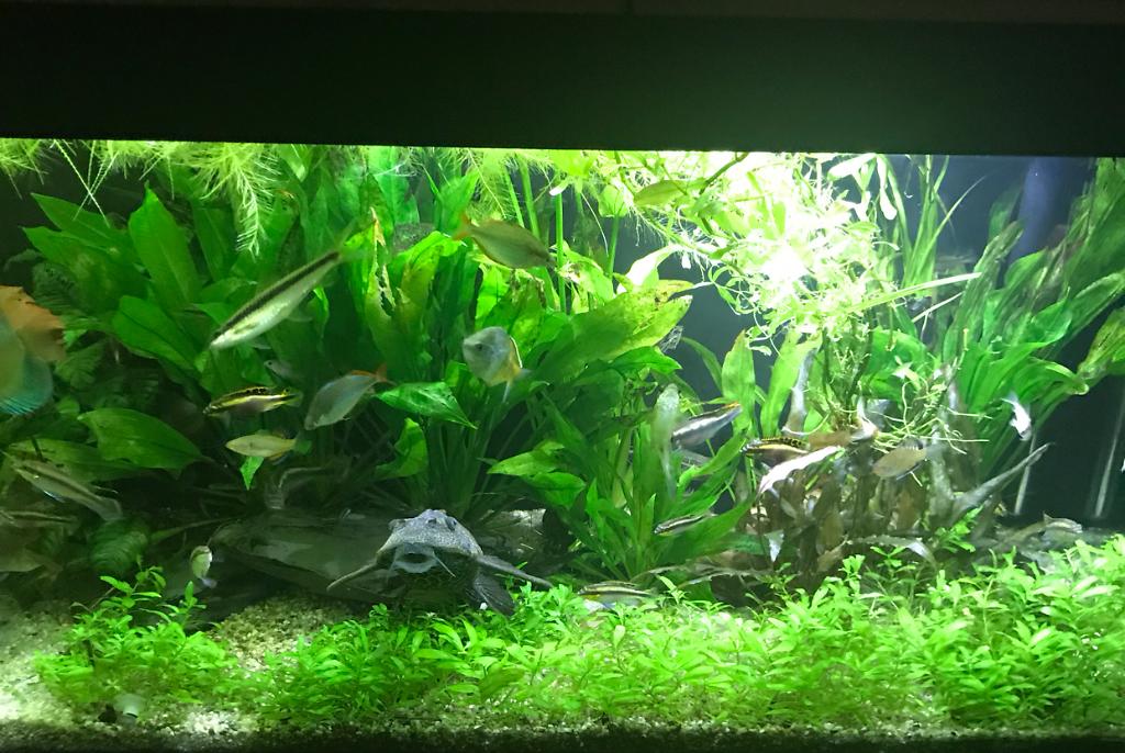 My Aquarium on Mar 23, 2018