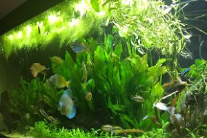 My Aquarium on Mar 23, 2018