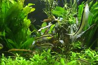 My Aquarium on Mar 23, 2018