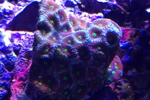 Owl Eyes Rainbow War Coral Thumbnail