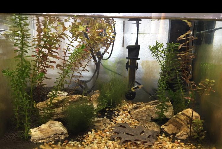 Oji’s tank on Mar 23, 2018