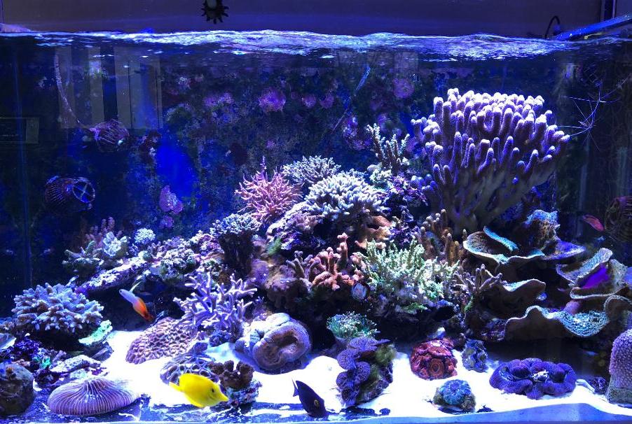 my reef  on March 23, 2018