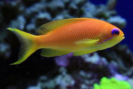 Lyretail Anthias / Pseudanthias squamipinnis 739