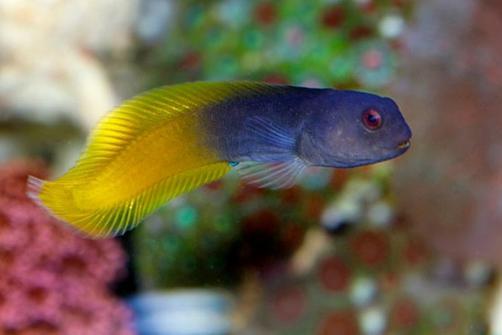 Yellowtail Black Blenny / Ecsenius flavipes 54