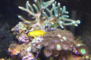 Birdsnest Coral Thumbnail