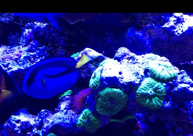 My Aquarium on Mar 24, 2018