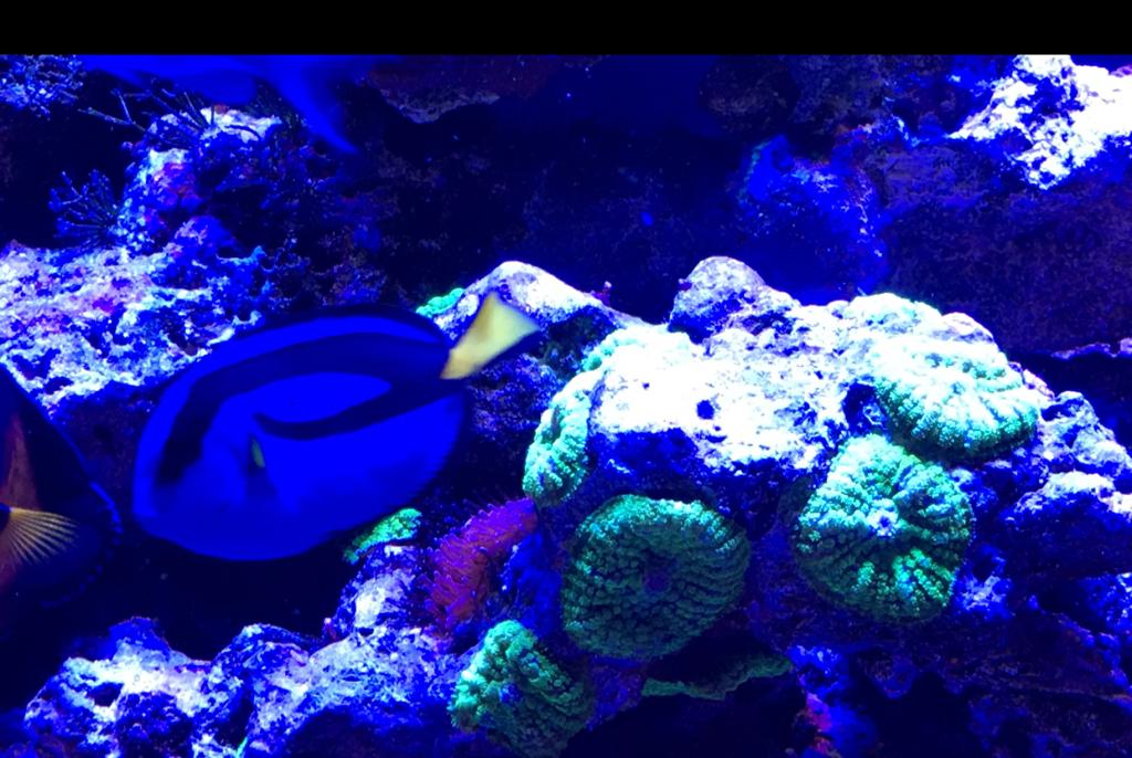 My Aquarium on Mar 24, 2018