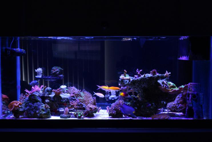 40 Breeder Reef Tank on Mar 25, 2018