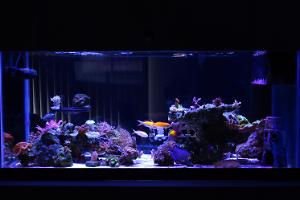 40 Breeder Reef Tank Thumbnail