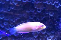 Moyer's Leopard Wrasse Thumbnail