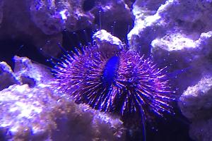 Blue Tuxedo Urchin Thumbnail