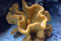 Yellow Sponge Thumbnail