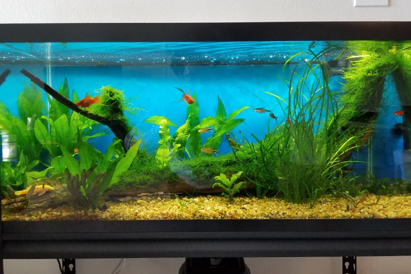 Planted Tank Thumbnail