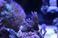 Acropora Purple Icicle Thumbnail