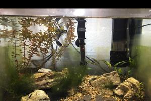 Oji’s tank on Mar 29, 2018