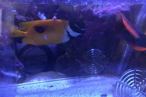 Foxface Rabbitfish Thumbnail