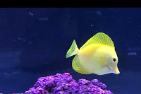 Yellow Tang Thumbnail