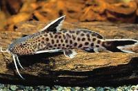 Synodontis Petricola Thumbnail