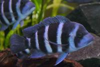 Frontosa Cichlid Thumbnail