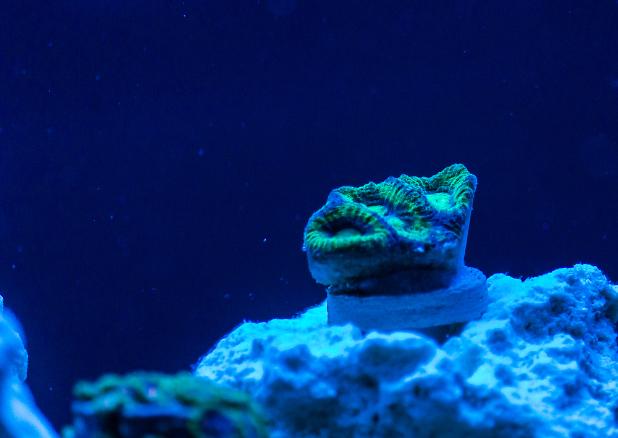 Goniastrea Brain Coral