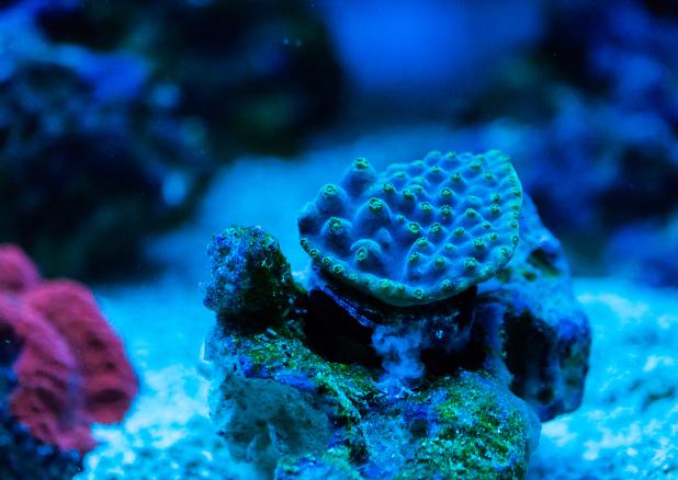 Cranberry Biscotti Turbinaria Cup Coral