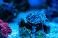 Cranberry Biscotti Turbinaria Cup Coral Thumbnail