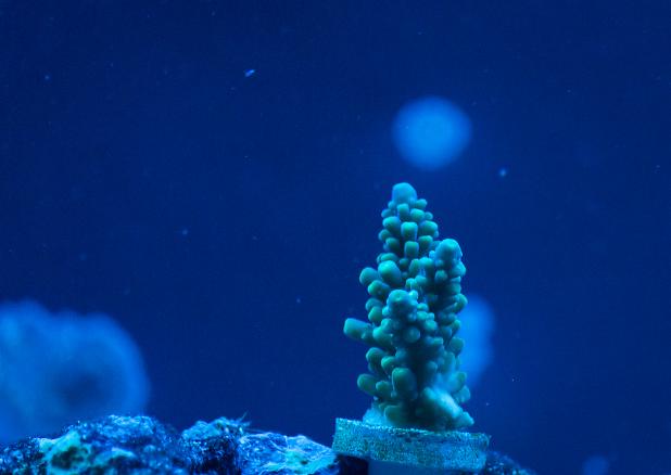 Grape Vine Acropora