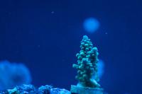 Grape Vine Acropora Thumbnail