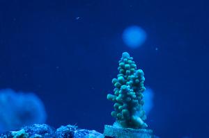 Grape Vine Acropora