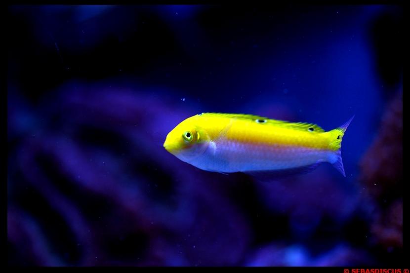 Halichoeres yellow-white Wrasse / halichoeres trispilus 16