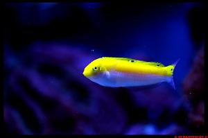 Halichoeres yellow-white Wrasse Thumbnail