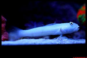 Sleeper Blue Dot Goby Thumbnail