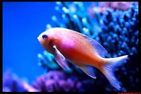 Anthias Thumbnail