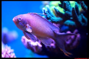 Maldives Lyretail Anthias Thumbnail